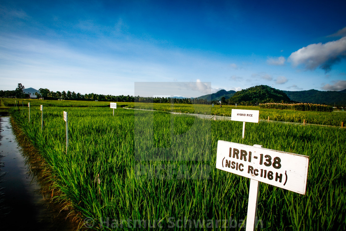 "Golden Rice - Goldener Reis - IRRI Los Banos" stock image