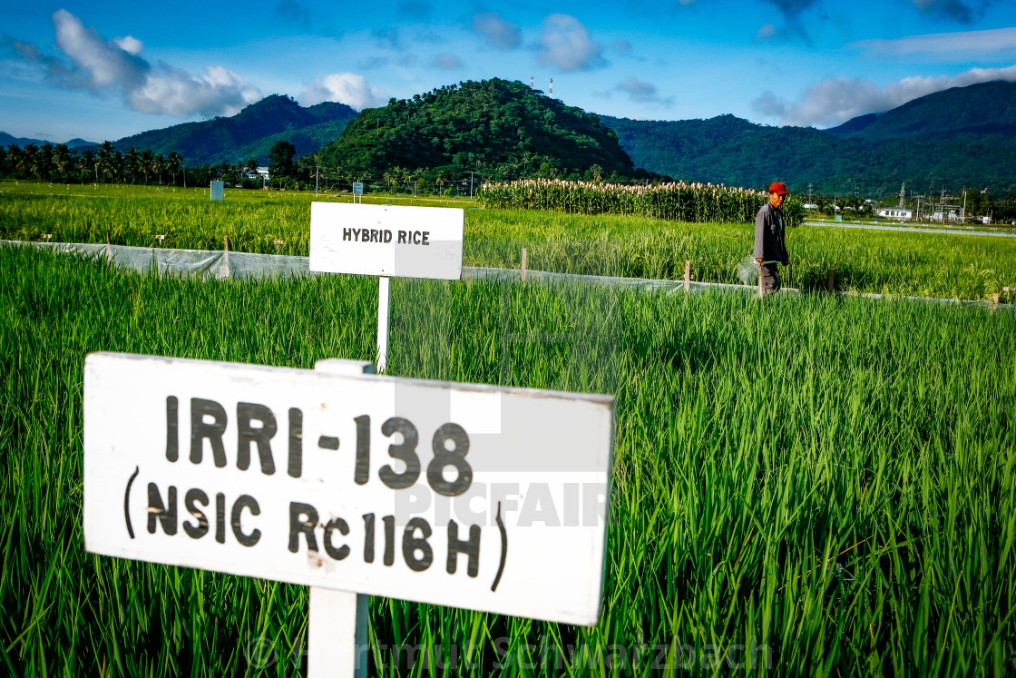 "Golden Rice - Goldener Reis - IRRI Los Banos" stock image