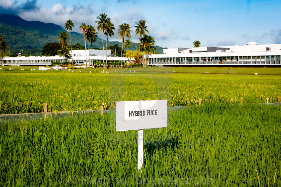 "Golden Rice - Goldener Reis - IRRI Los Banos" stock image