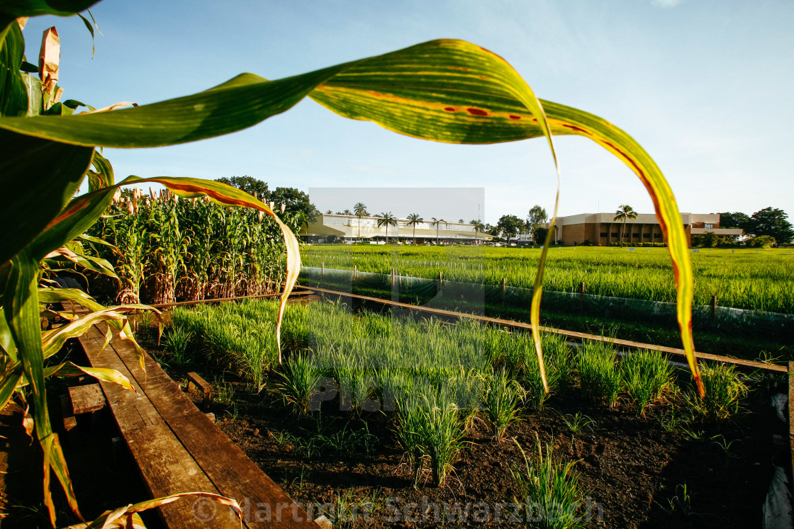 "Golden Rice - Goldener Reis - IRRI Los Banos" stock image