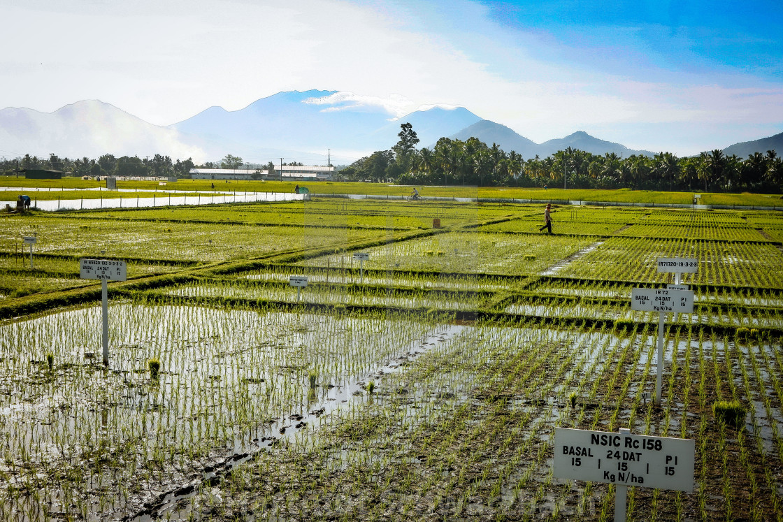 "Golden Rice - Goldener Reis - IRRI Los Banos" stock image