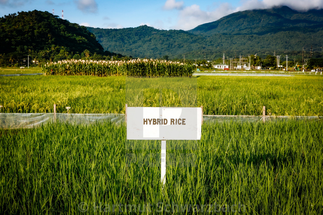 "Golden Rice - Goldener Reis - IRRI Los Banos" stock image