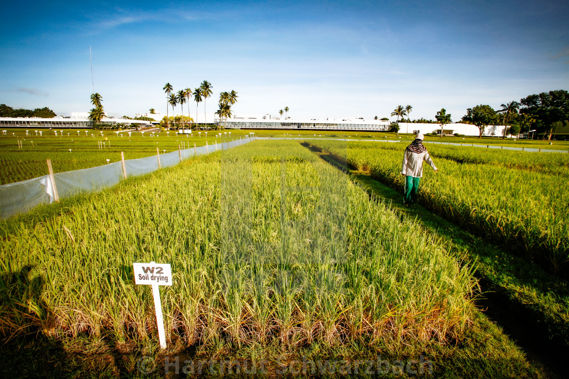 "Golden Rice - Goldener Reis - IRRI Los Banos" stock image