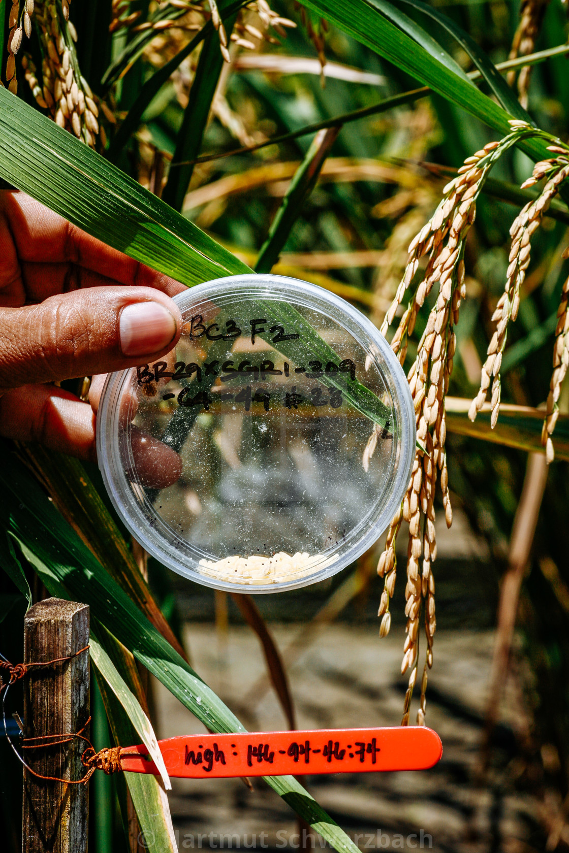 "Golden Rice - Goldener Reis" stock image