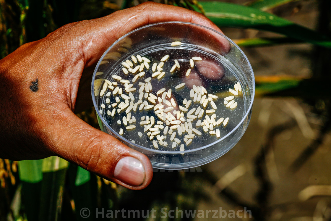 "Golden Rice - Goldener Reis" stock image