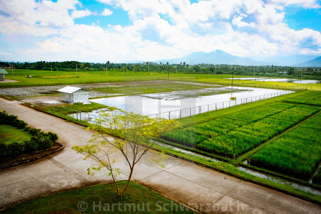 "Golden Rice - Goldener Reis - IRRI Los Banos" stock image