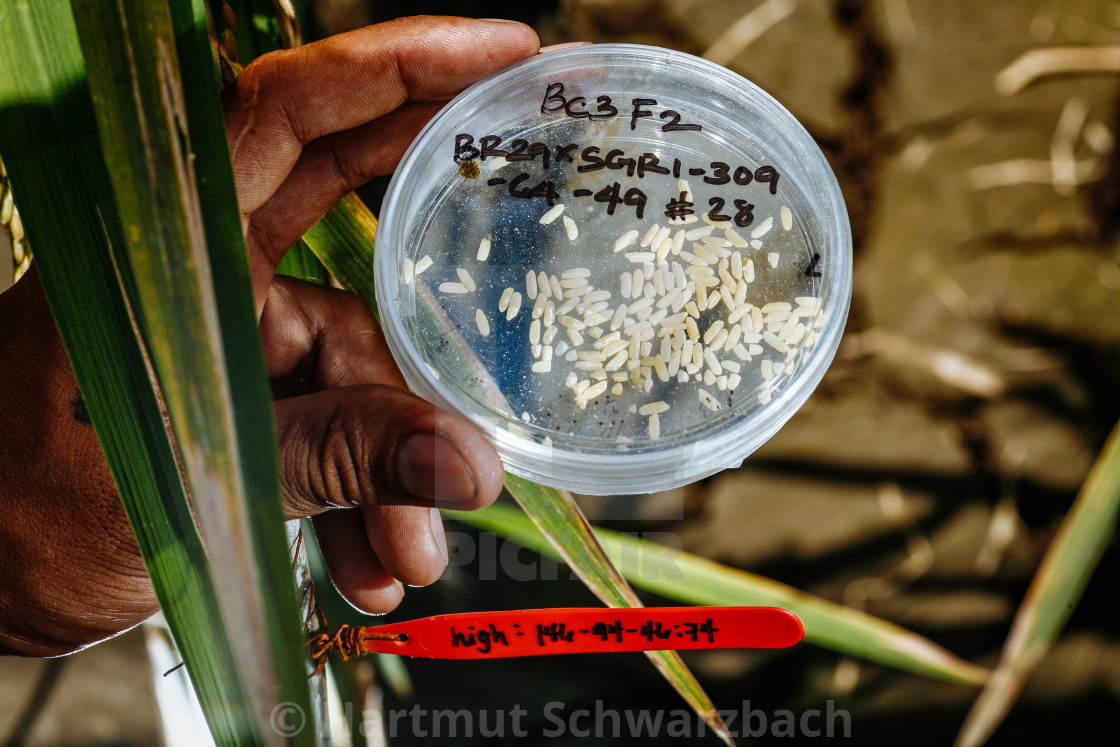 "Golden Rice - Goldener Reis" stock image