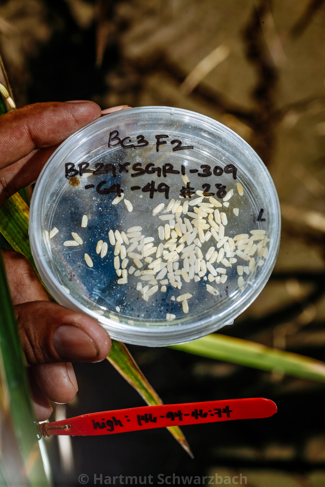 "Golden Rice - Goldener Reis" stock image