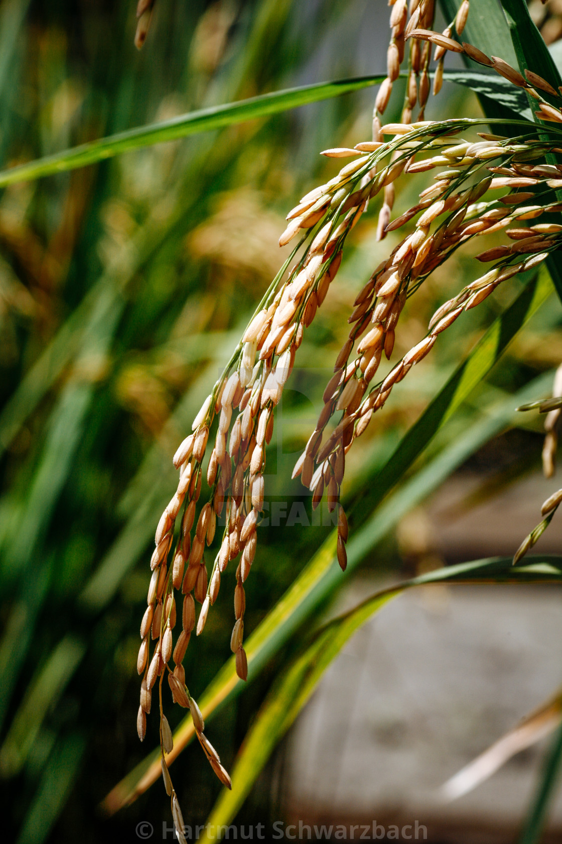 "Golden Rice - Goldener Reis" stock image