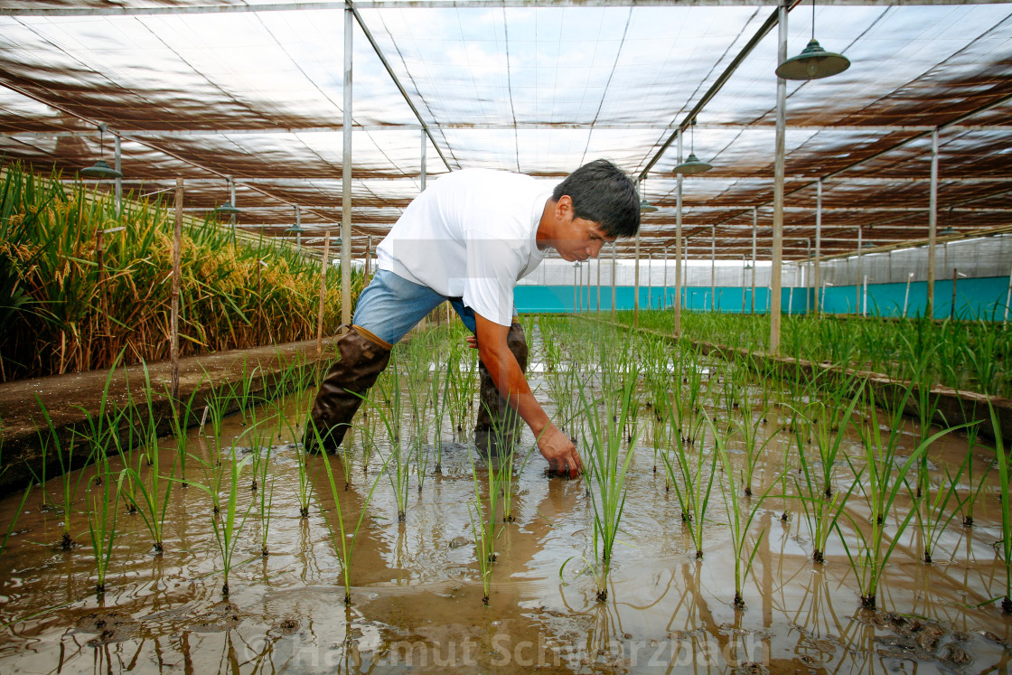 "Golden Rice - Goldener Reis" stock image