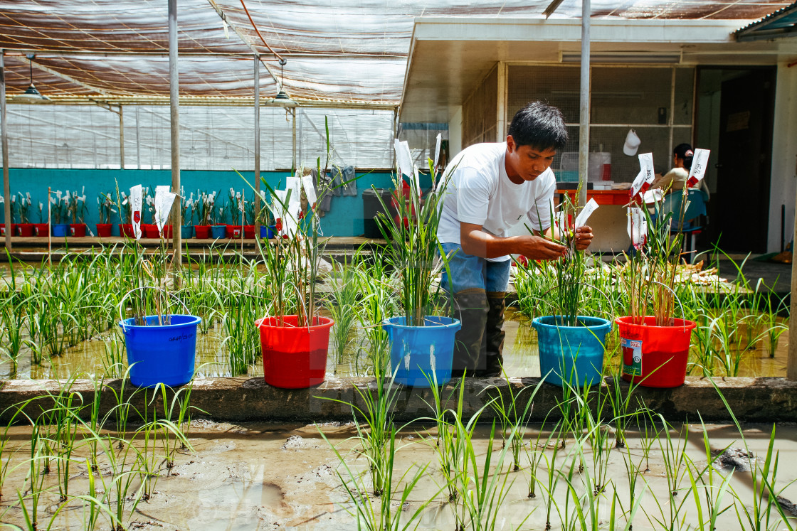 "Golden Rice - Goldener Reis" stock image