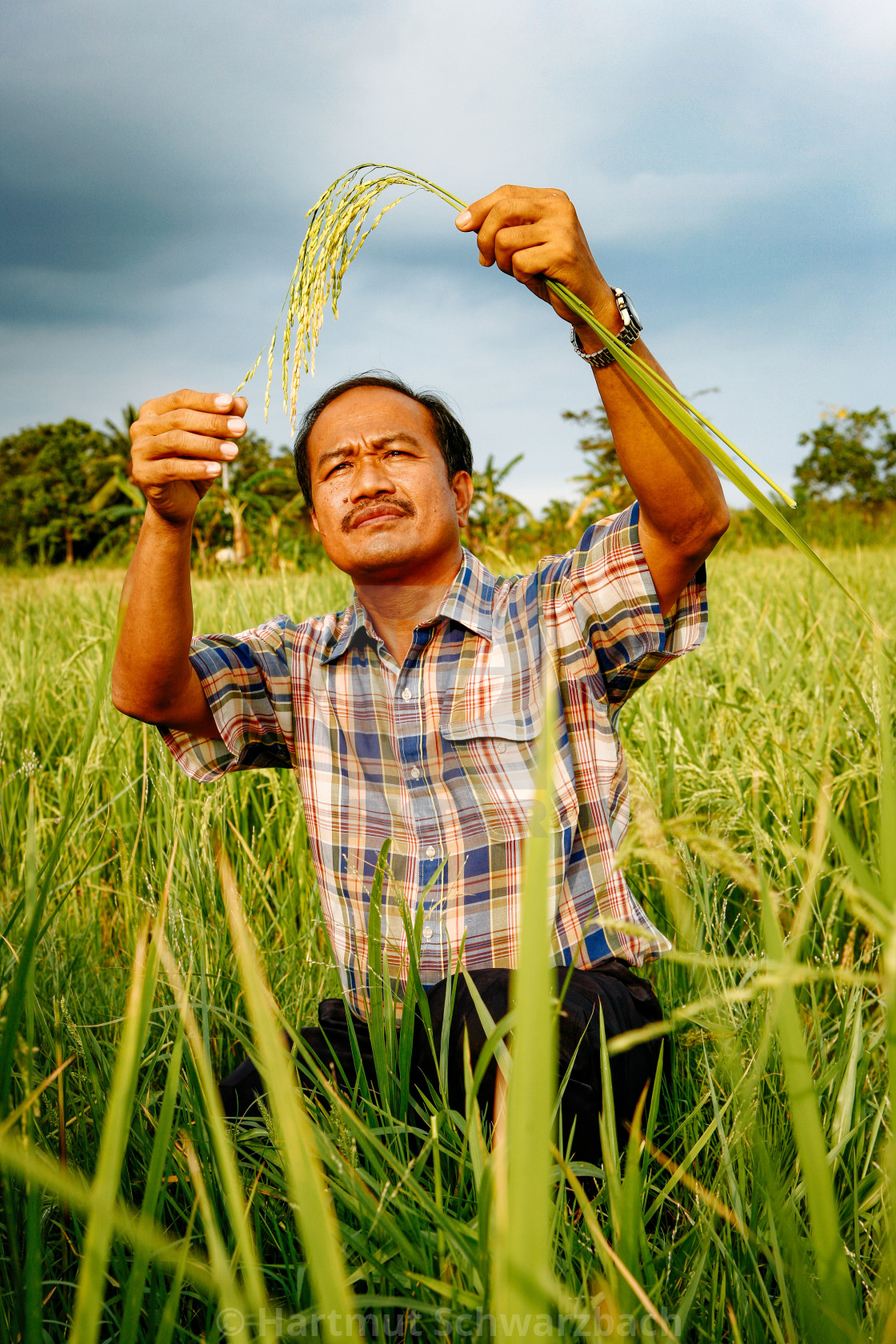 "Golden Rice - Goldener Reis" stock image