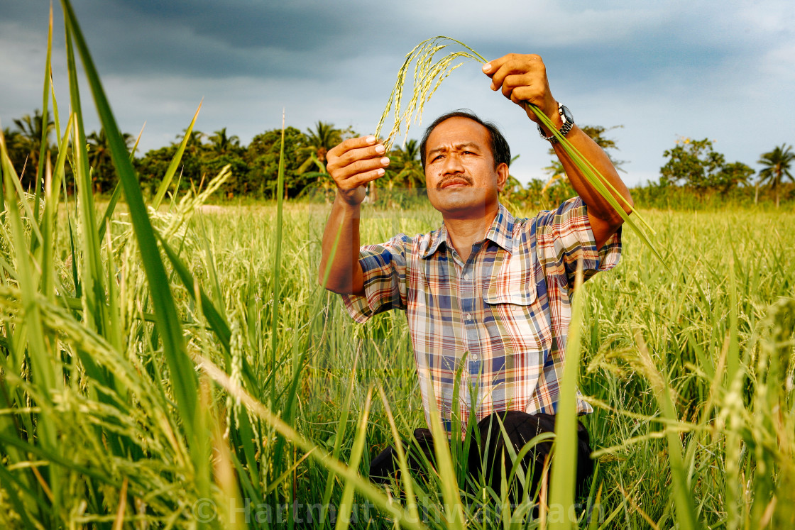 "Golden Rice - Goldener Reis" stock image