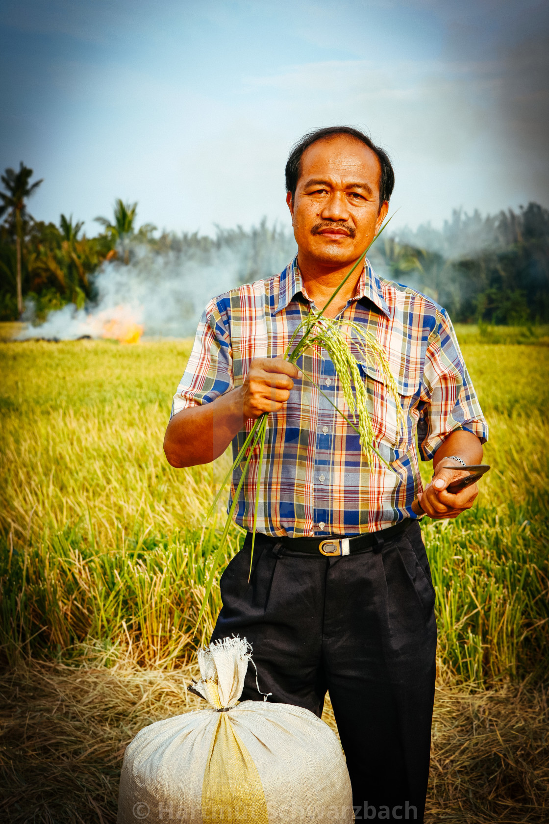 "Golden Rice - Goldener Reis" stock image