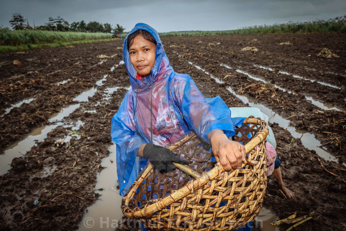 "Zuckerrohr Plantagen auf Negros" stock image