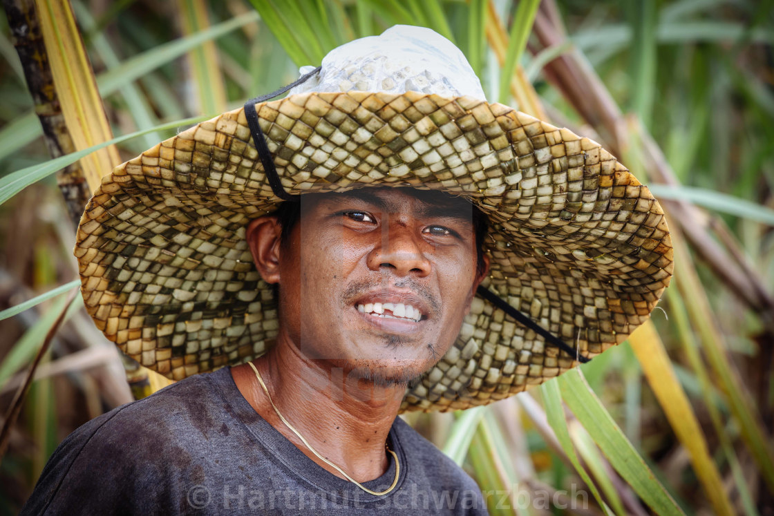 "Zuckerrohr Plantagen auf Negros" stock image