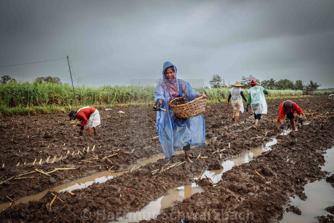 "Zuckerrohr Plantagen auf Negros" stock image