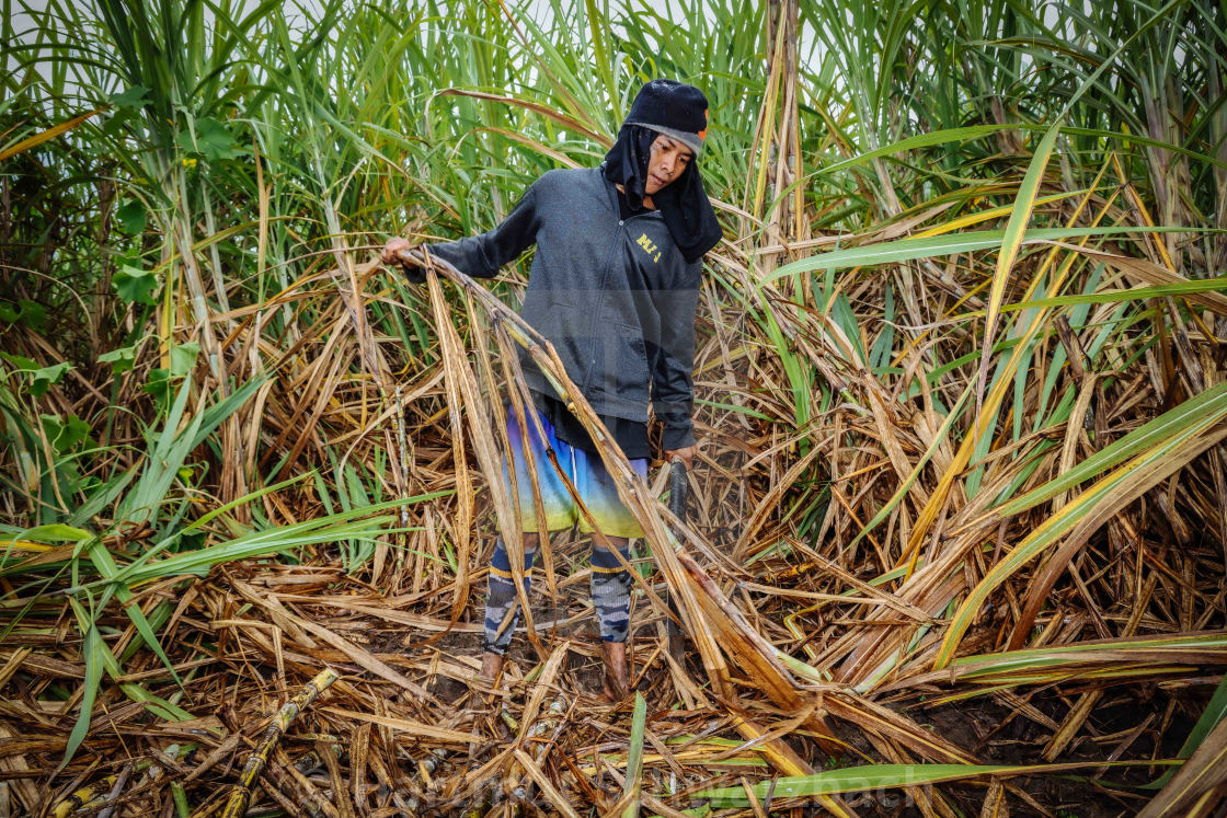 "Zuckerrohr Plantagen auf Negros" stock image