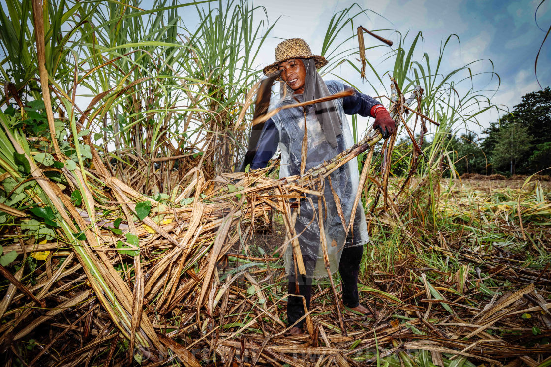 "Zuckerrohr Plantagen auf Negros" stock image