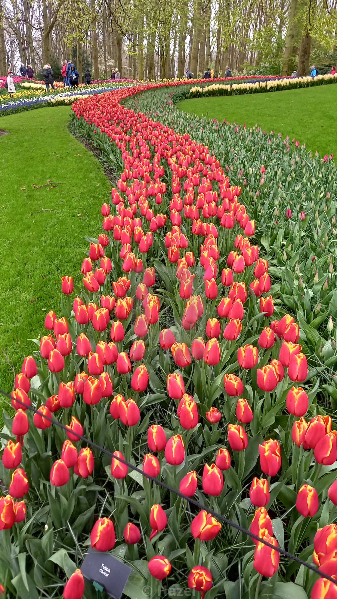 "Tulips of Amsterdam" stock image