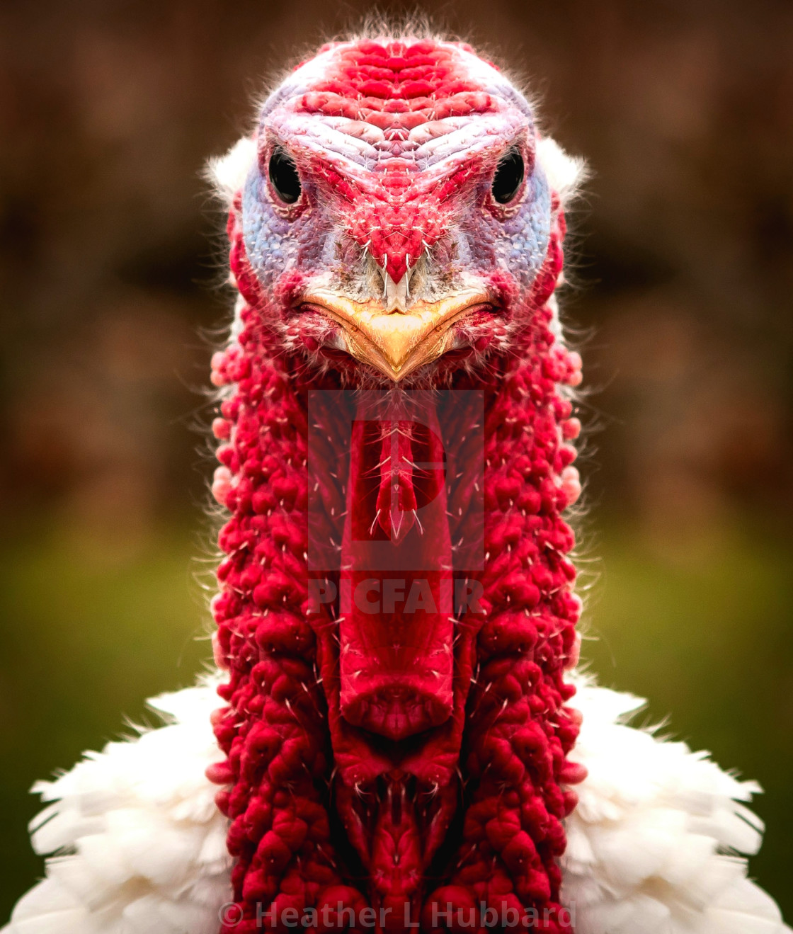 "Thanksgiving Tom" stock image