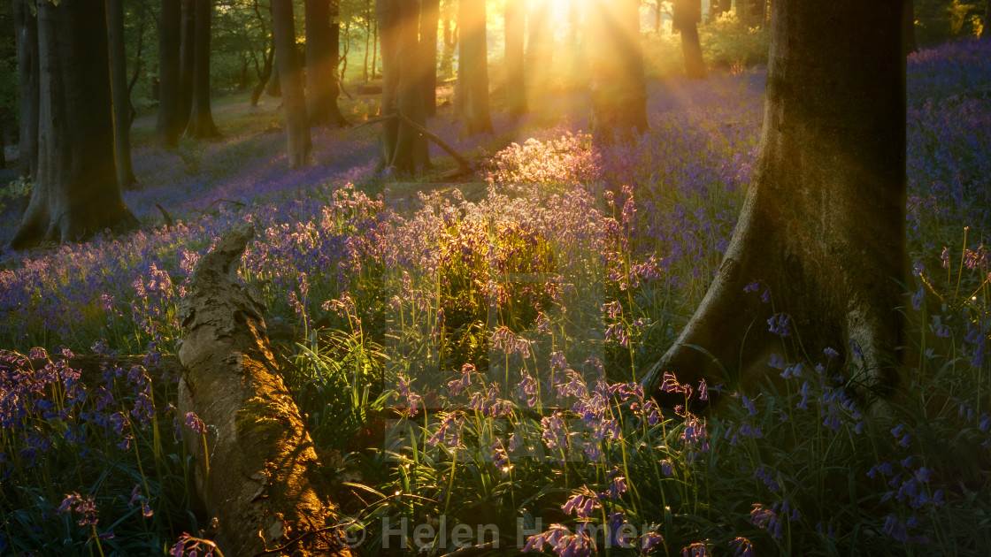 "Bluebells at Corbar Woods, Buxton" by Helen Homer - £31.00 "Bluebells at Corbar Woods, Buxton" stock image