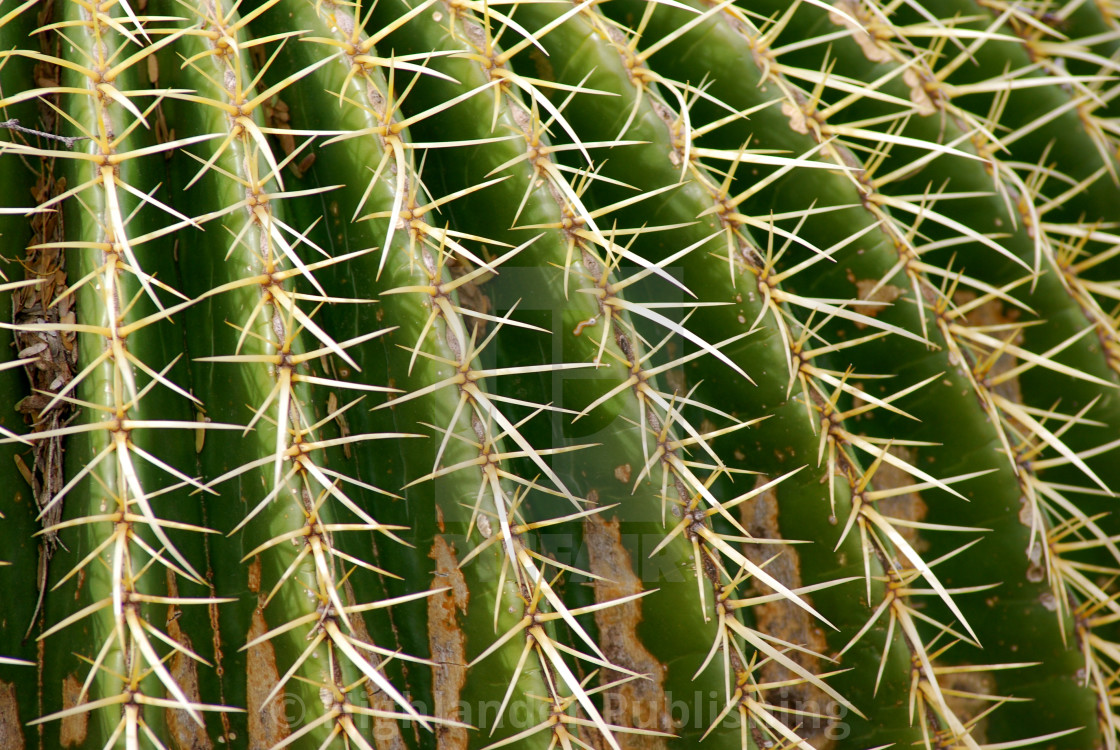 "Barrel cactus rows" stock image