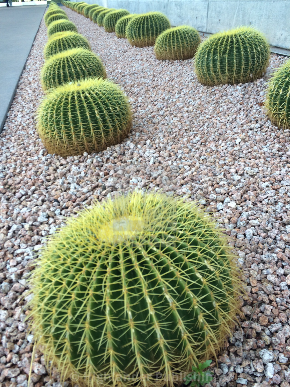 "Row of barrel cactus in commercial setting" stock image