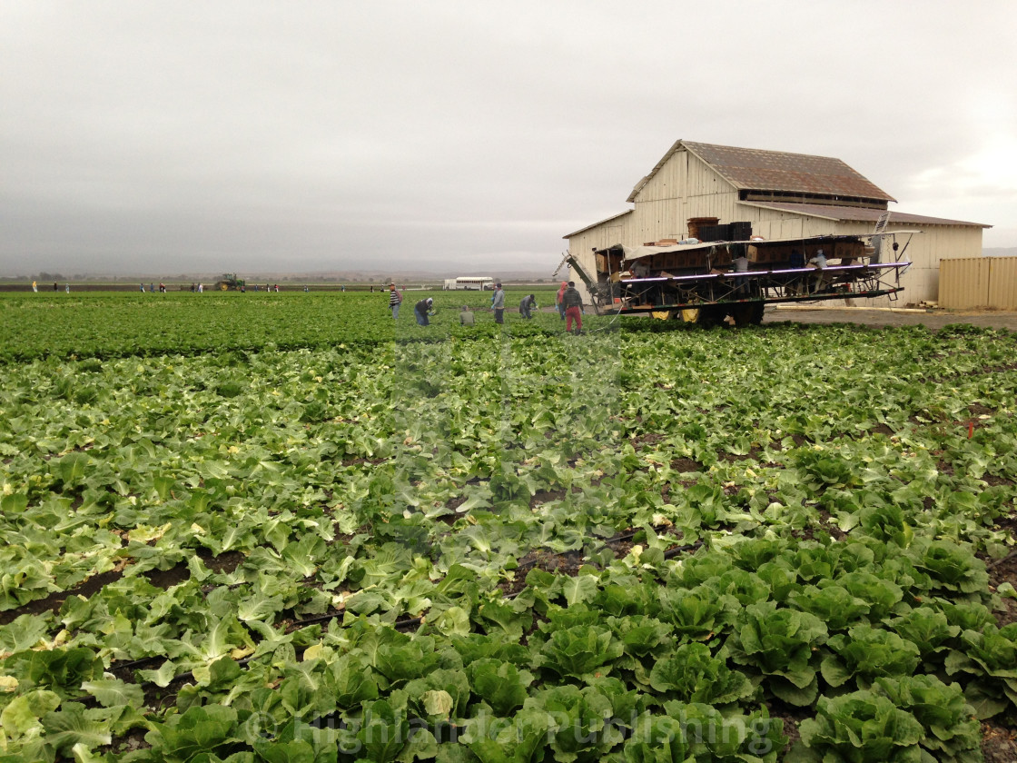 "Lettuce field" stock image