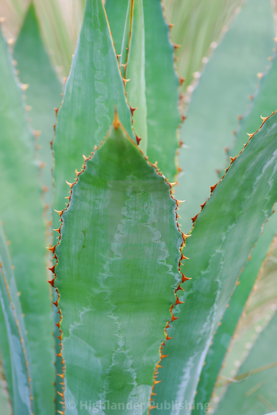 "Cactus Close Up" stock image