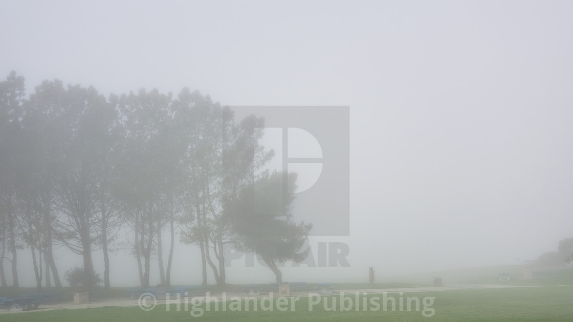 "Trees Through Fog" stock image