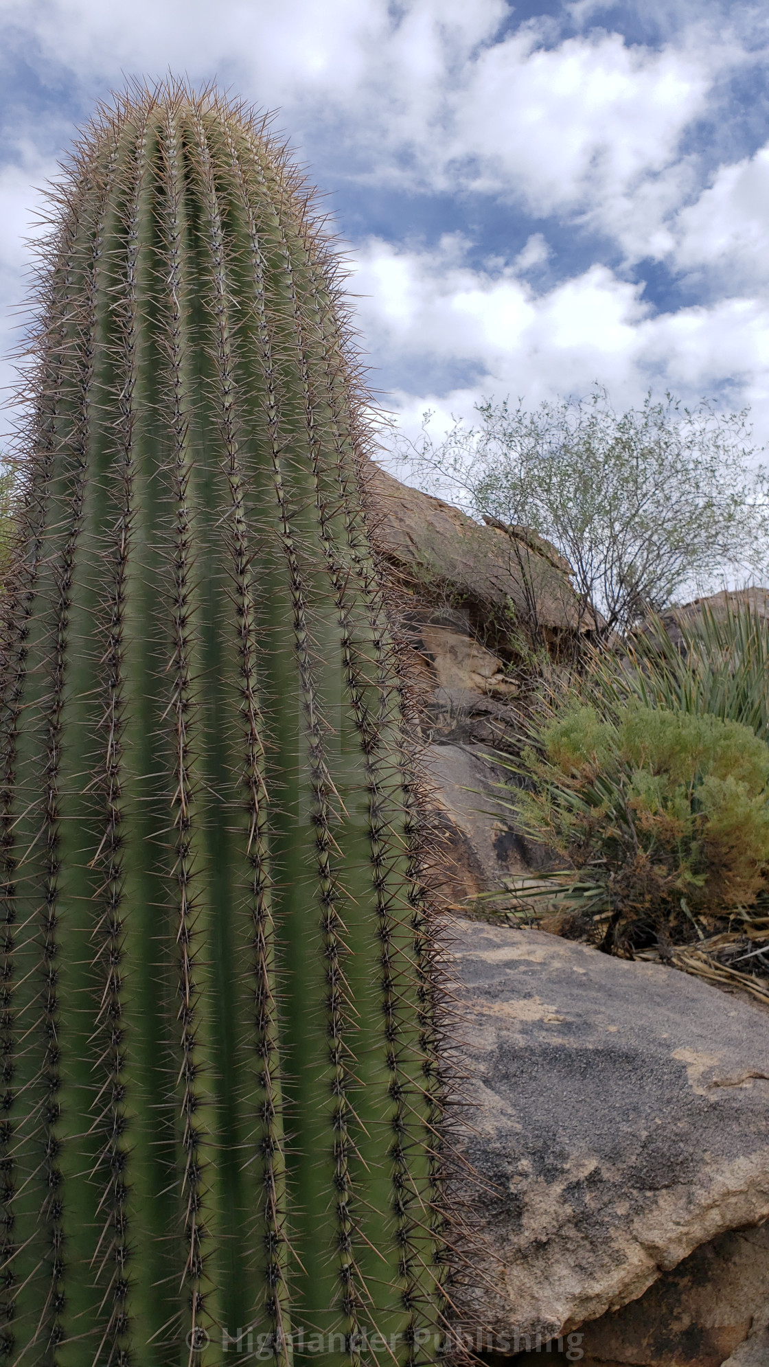 "Cactus Vertical" stock image