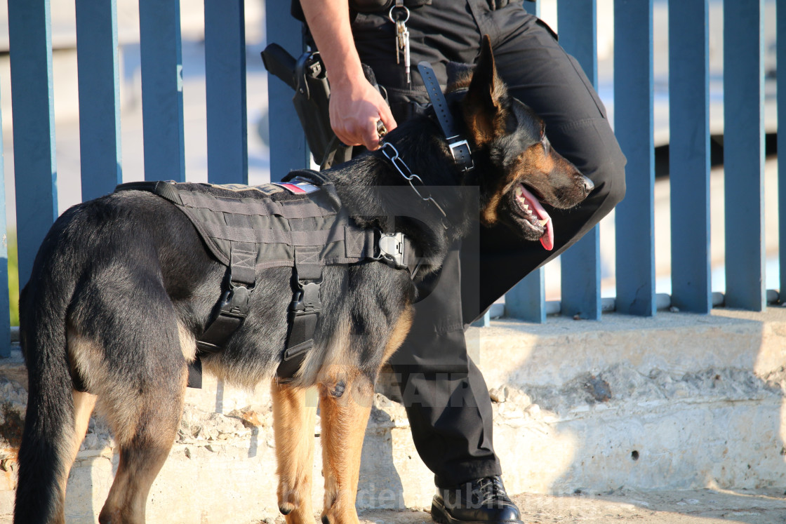 "Police Dog" stock image