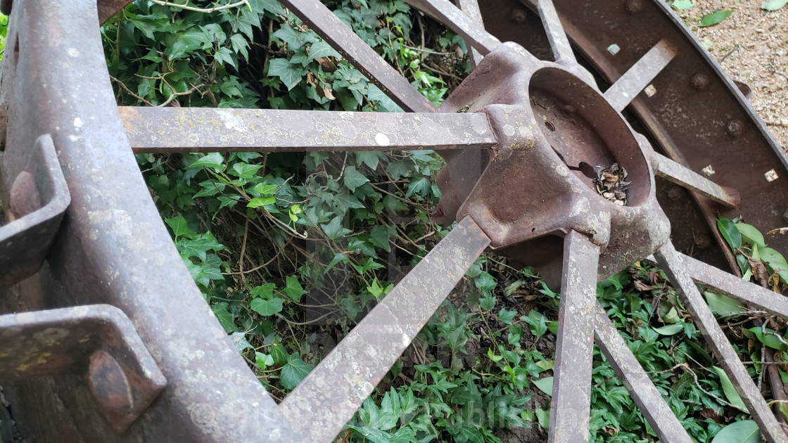 "Rustic tractor wheel in ivy" stock image