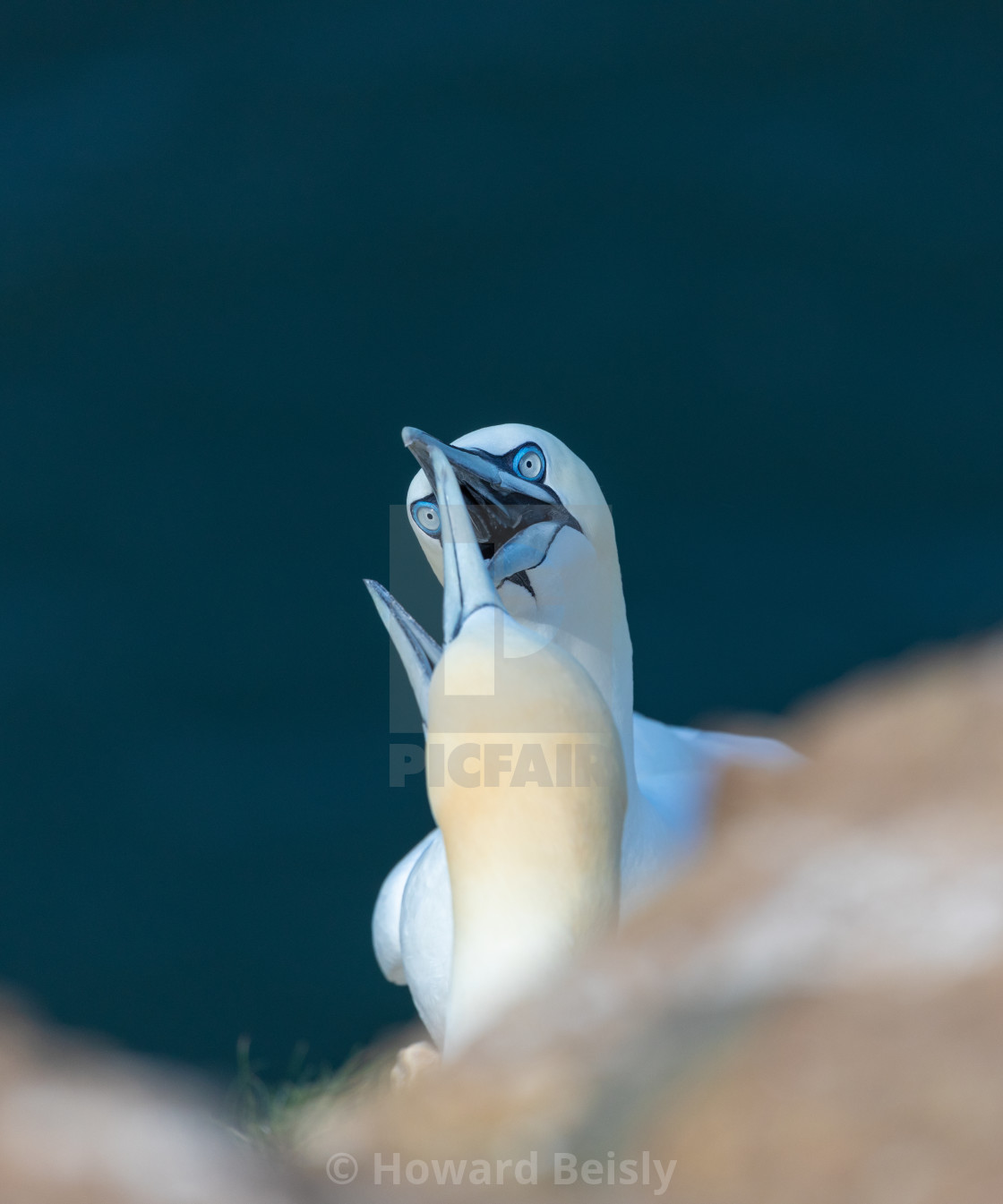 "A pair of gannets exchange greetings" stock image