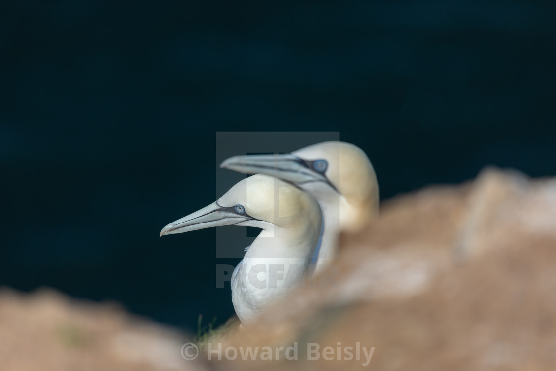 "A pair of gannets on the cliffs at RSPB Bempton Cliffs" stock image