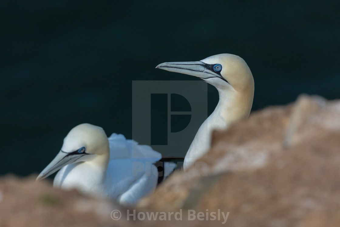 "A pair of gannets at RSPB Bempton" stock image