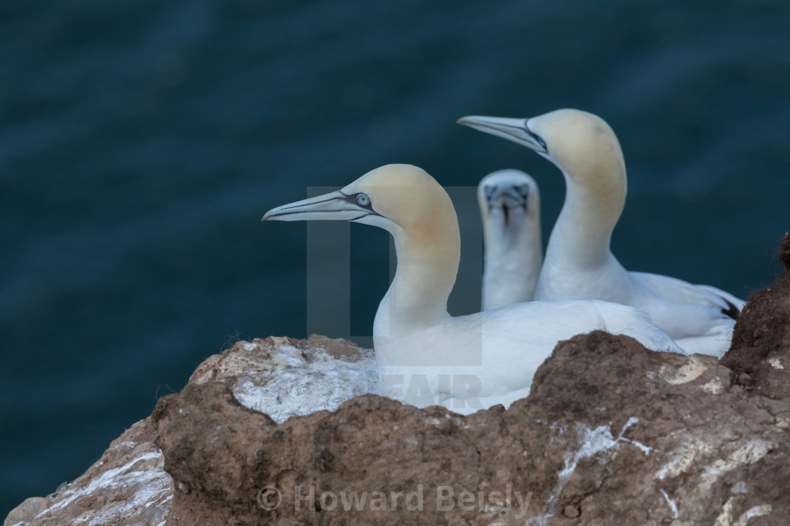 "Three gannets, RSPB Bempton Cliffs" stock image