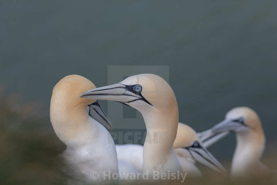 "A gathering of gannets" stock image