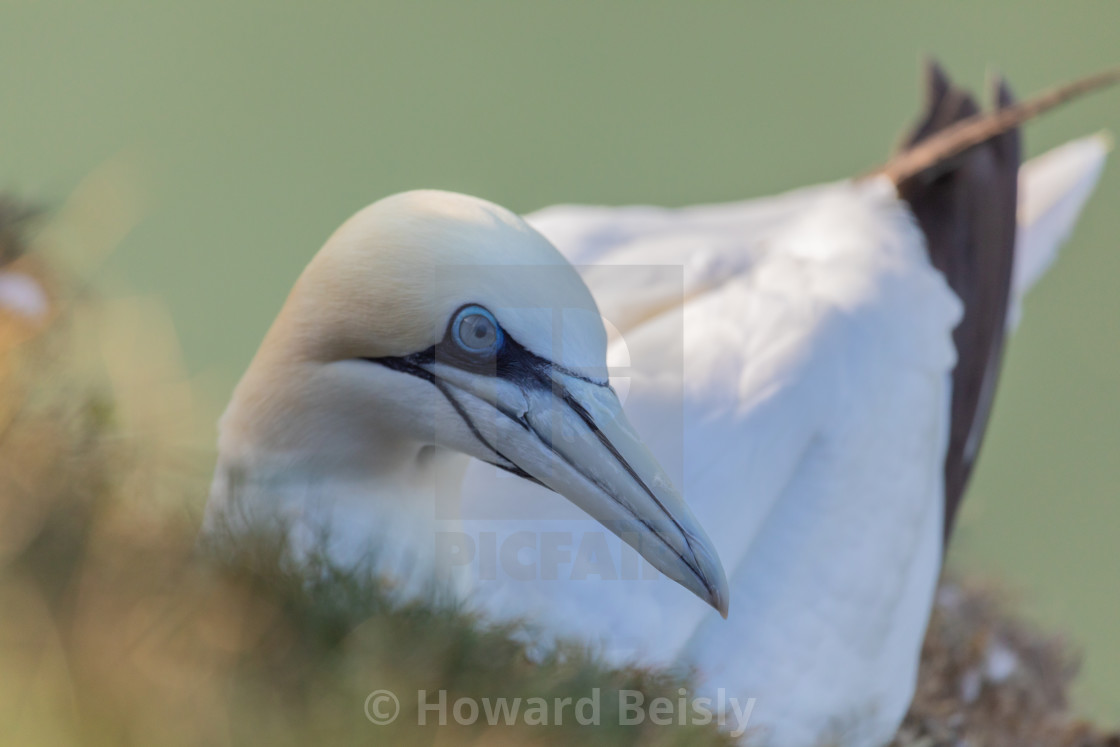 "Sitting quietly on her nest" stock image