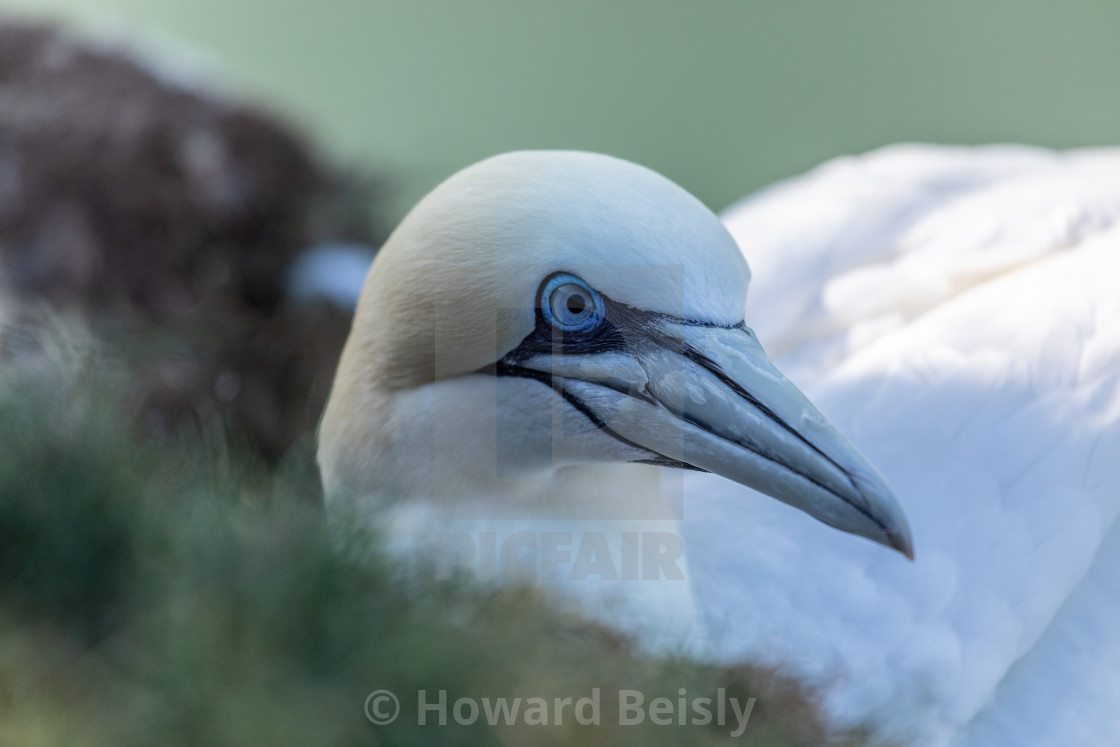 "Gannet on her nest" stock image