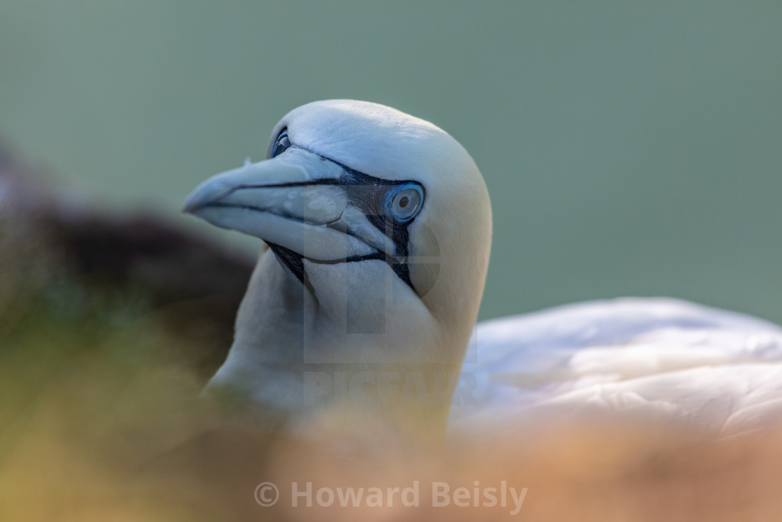 "Who's that? Gannet sat on her nest at RSPB Bempton, Yorkshire" stock image