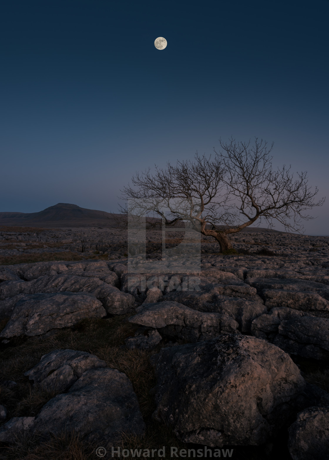 "Lone Tree" stock image