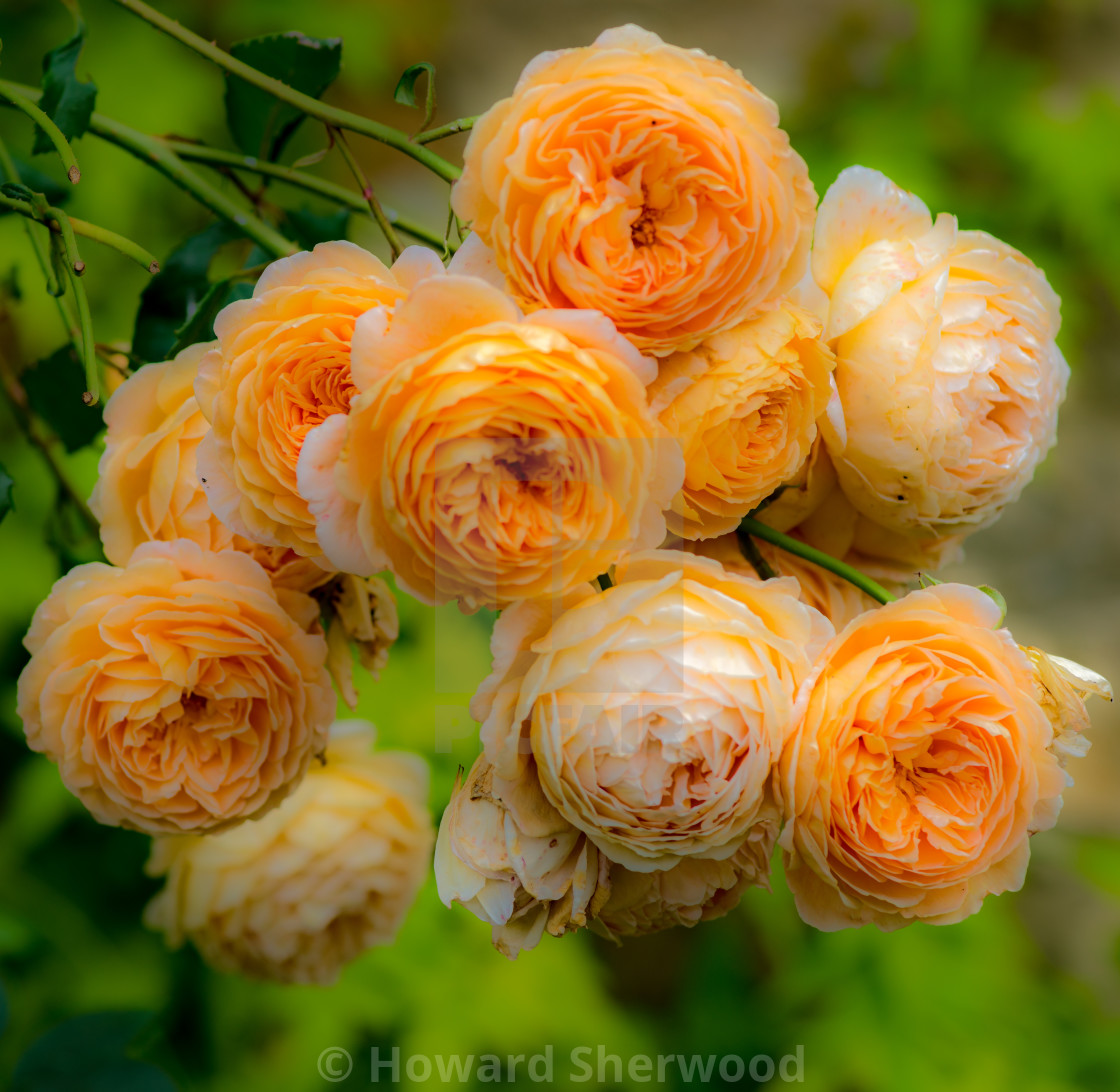 "Peach Rose" stock image