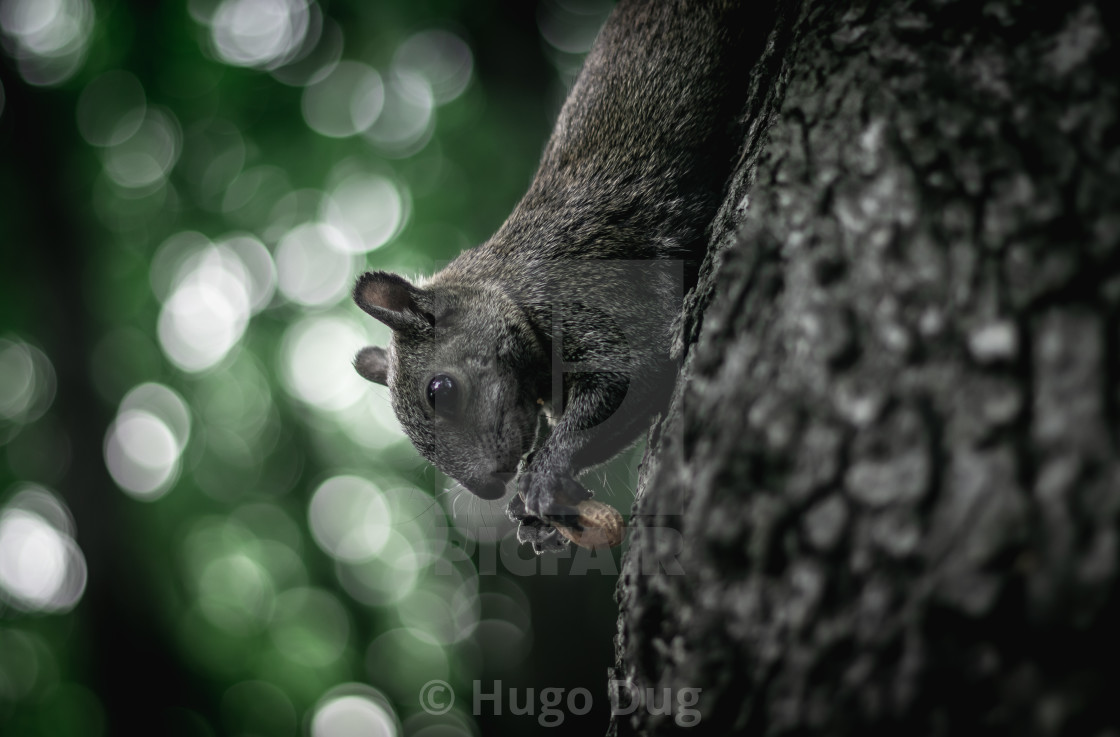 "Squirrel with peanut" stock image