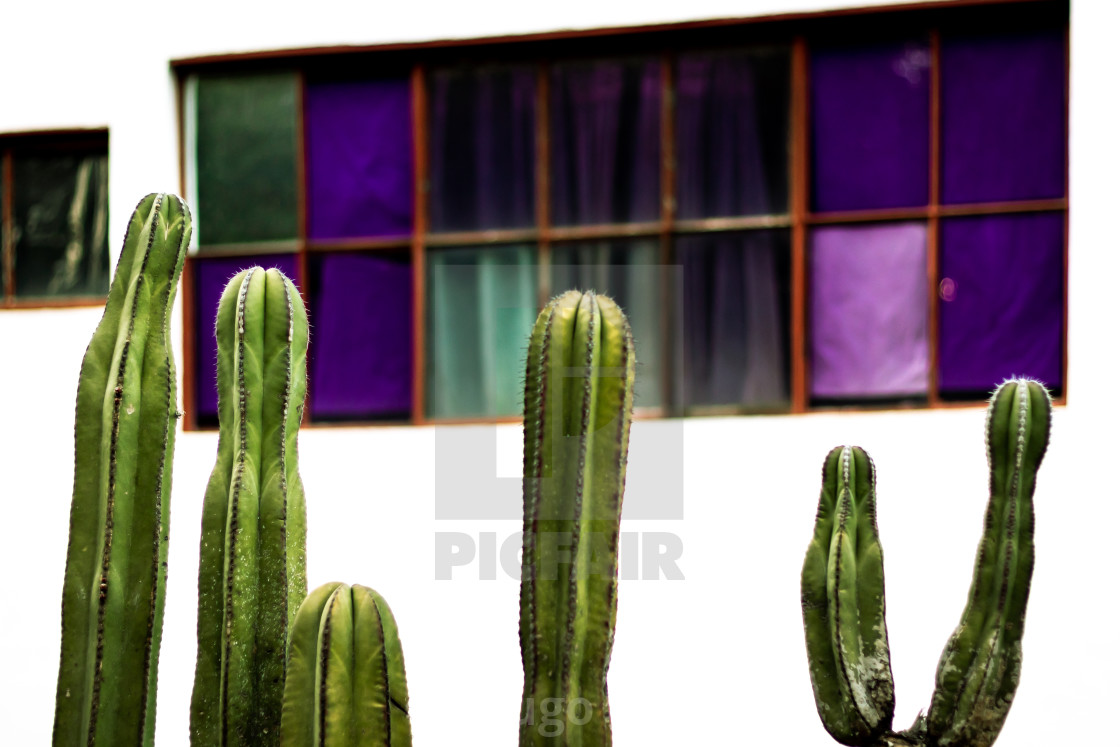 "Frida Kahlo House Cactus" stock image