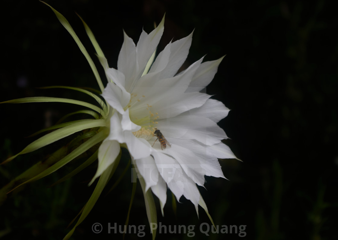 "Cactus and bee" by Hung Phung Quang - $8.79 "Cactus and bee" stock image