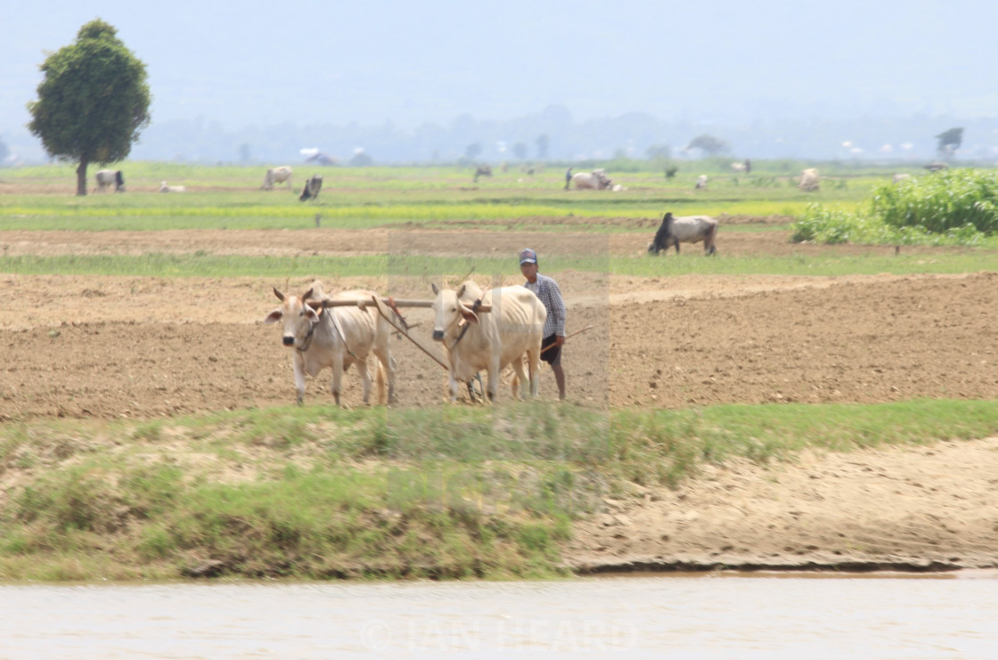 "Farmer plowing with oxen, Myanmar" stock image