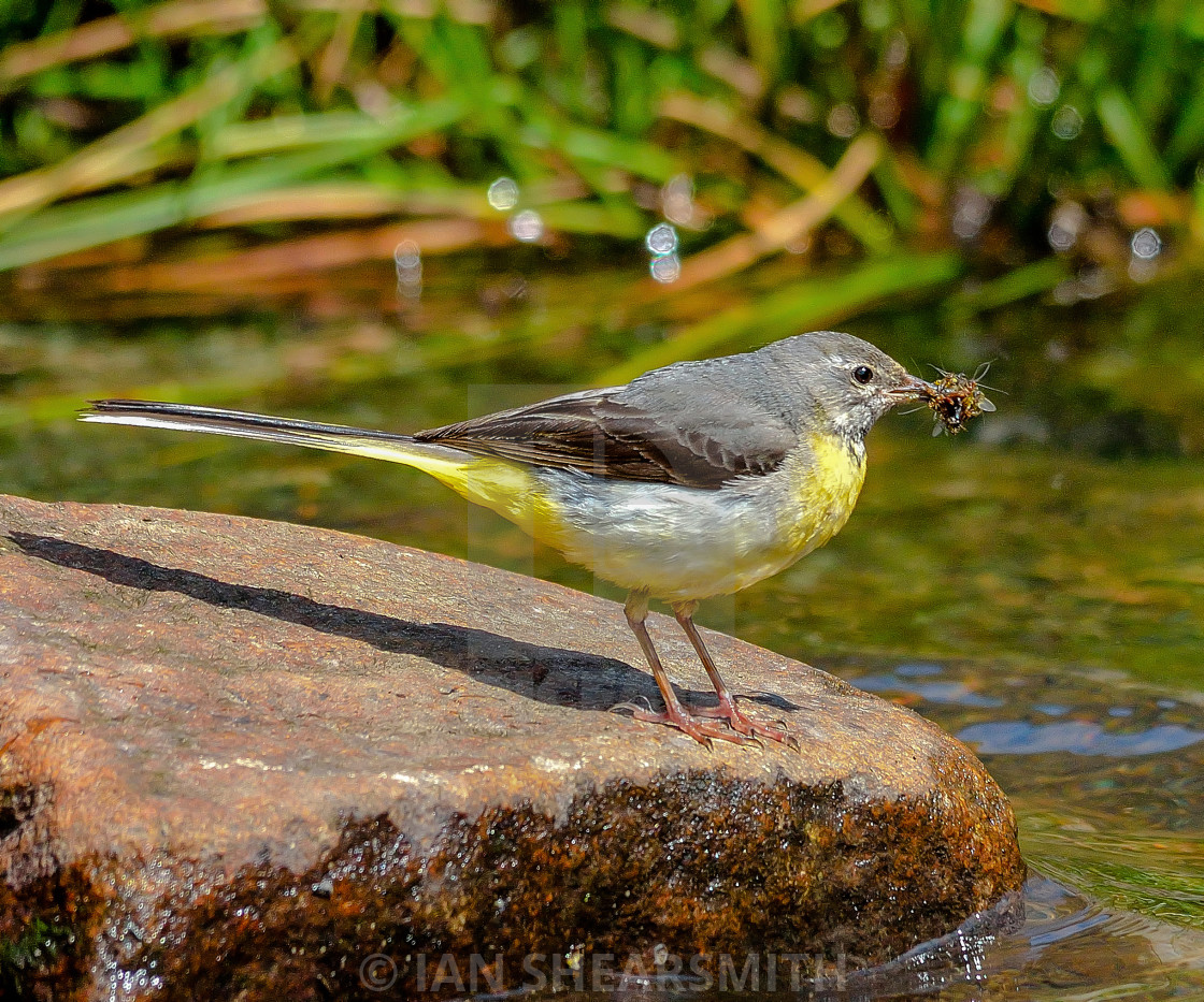 "Grey Wagtail" by IAN SHEARSMITH - $4.62 "Grey Wagtail" stock image