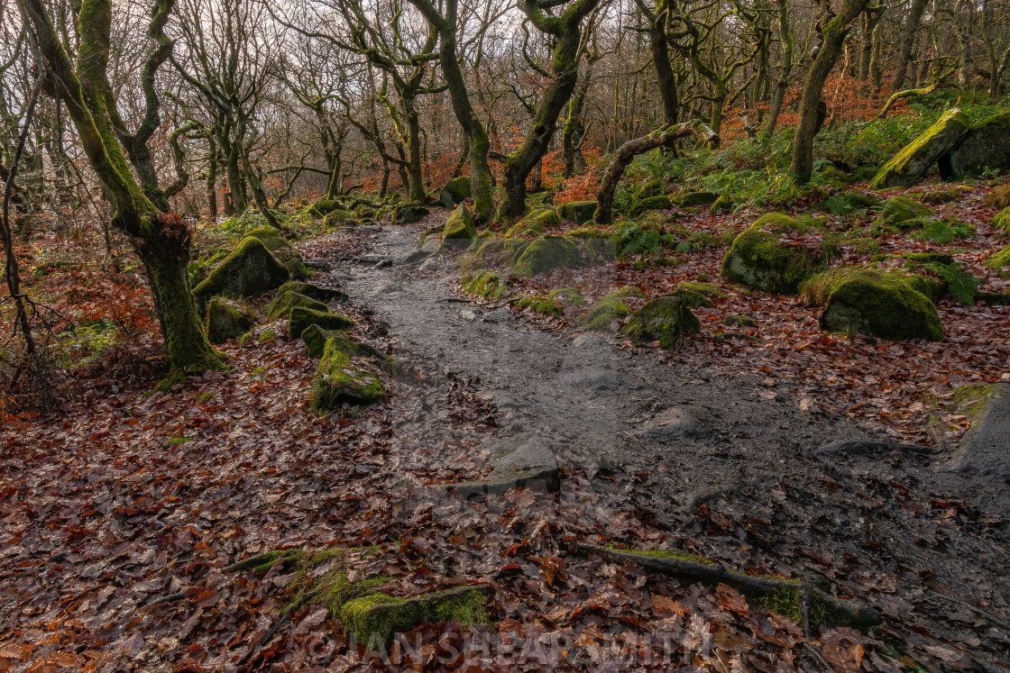 "Woodland Pathway" by IAN SHEARSMITH - $7.70 "Woodland Pathway" stock image